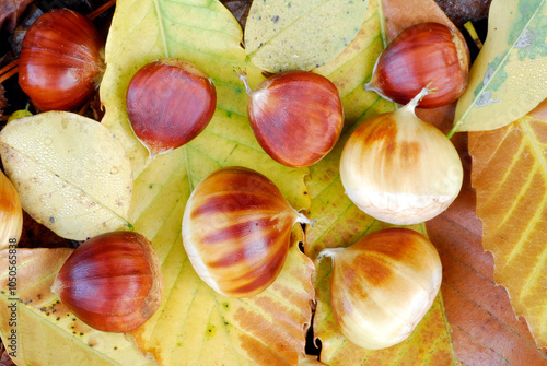 Chestnuts (Castanea sativa) on leaves on the ground