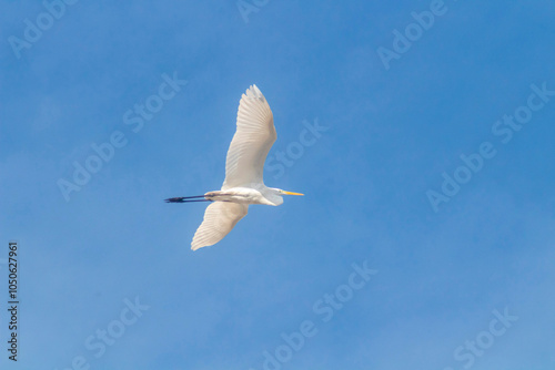 Great white egret (Ardea alba) in flight,white heron