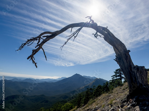 silhouette of a centuries old, sinuous and majestic juniper tree