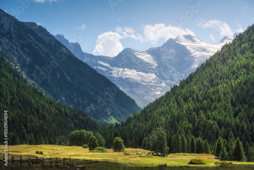 Gran Paradiso massif and fir tree forest in Valnontey. Cogne, Aosta valley, Italy