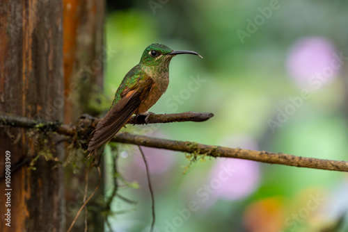 Fawn-breasted brilliant hummingbird with its tongue out while perched on a narrow tree branch