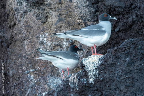 A pair of swallow-tailed gulls standing on a rock outcropping. The red eyes are clearly visible