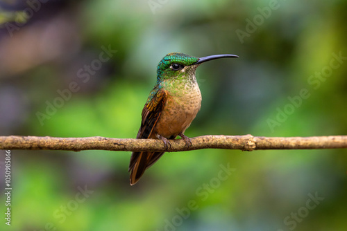 Close view of a perched fawn-breasted brilliant hummingbird looking to to the right with a defocused background