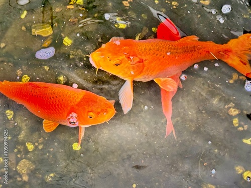 Pareja de peces