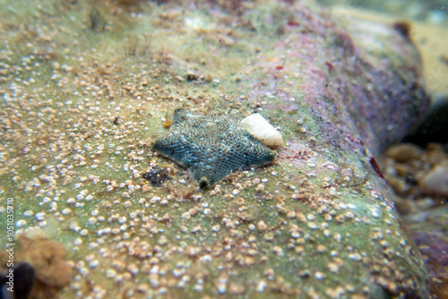 Starlet cushion starfish - Asterina gibbosa