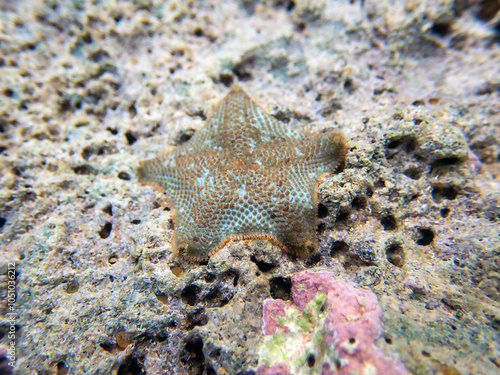 Starlet cushion starfish - Asterina gibbosa