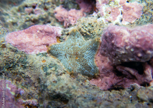 Starlet cushion starfish - Asterina gibbosa