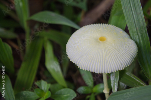 umbrella mushroom among the grass