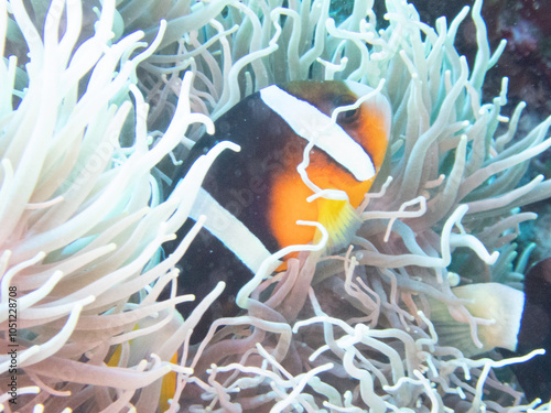 Clark's anemonefish in whitened sea anemone