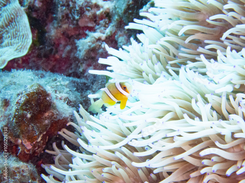 Clark's anemonefish in whitened sea anemone