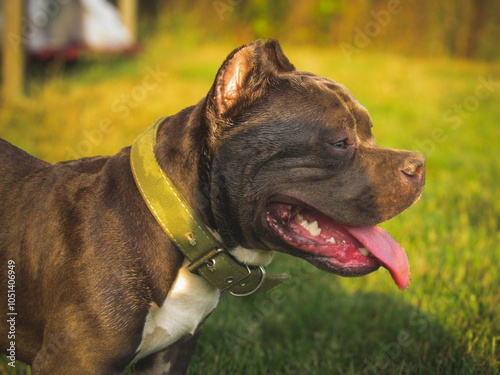 english bull terrier