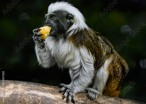 A close up of a Cotton-top tamarin