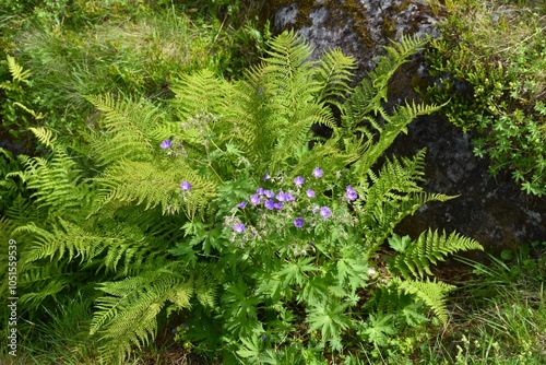 Plants growing wilde in Norway - fern and geranium. Trollstigen, July.