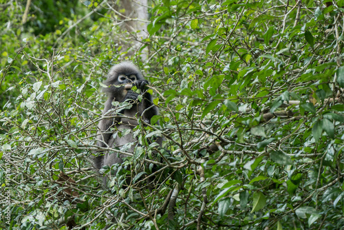 Southern African Langur, Trachypithecus obscurus in a tree