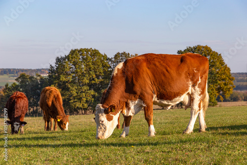 Cows is grazing in a pasture on an autumn day.