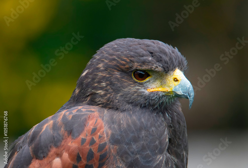 Portrait of a rock kestrel (Falco rupicolus), George, Western Cape.