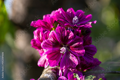 Gros plan de fleurs de rose trémière Malva sylvestris au soleil - Tige érigée et rameuse de grandes mauves aux fleurs rose mauve ou pourpre veinées de violet foncé dans un feuillage vert foncé.