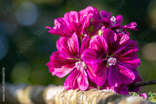 Gros plan de fleurs de rose trémière Malva sylvestris au soleil - Tige érigée et rameuse de grandes mauves aux fleurs rose mauve ou pourpre veinées de violet foncé dans un feuillage vert foncé.