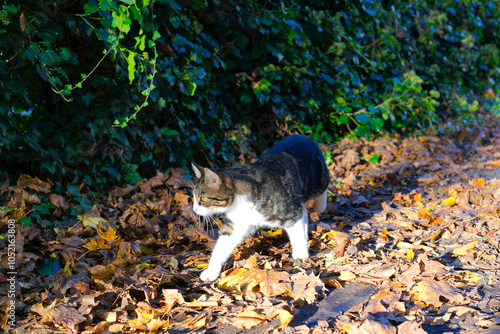 Cute tabby cat walking on autumn leaves covered pathway at Swiss City of Zürich on a sunny autumn afternoon. Photo taken October 28th, 2024, Zurich, Switzerland.