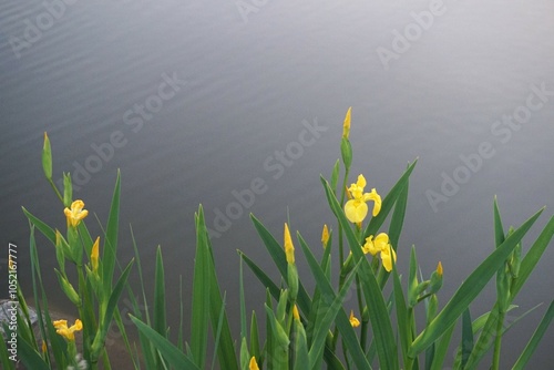 Flowering marsh iris pseudacorus at the pond. Wild yellow iris against the background of the plain gray water surface of the river