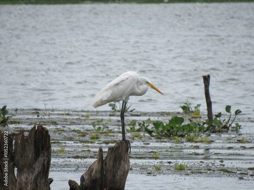 Ardea alba modesta or Graça Branca Grande on a log in the river waiting for an opportunity to catch a fish