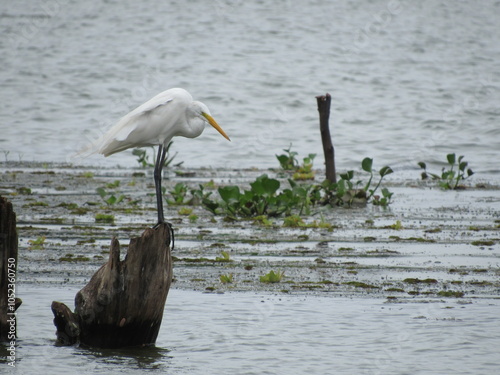 Ardea alba modesta or Graça Branca Grande on a log in the river waiting for an opportunity to catch a fish