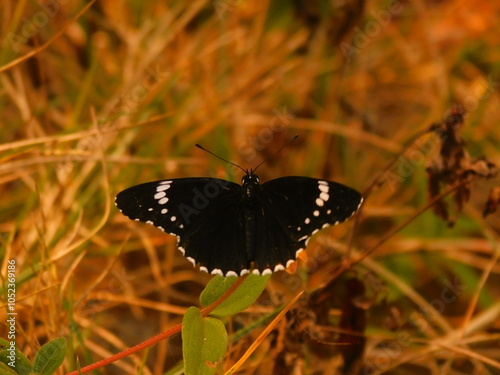 Flor negra posada en una flor amarilla y plantas de fono