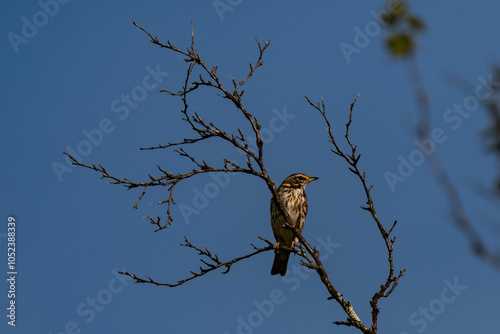 Redwing (Turdus iliacus) sitting on a tree branch