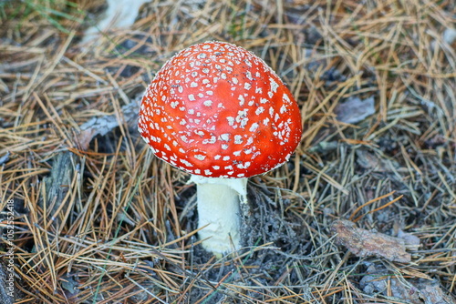 one red fresh autumn toxic poisonous beautiful dangerous hallucinogenic forest with white stem fly agaric mushroom grows in the ground among the grass during the day 