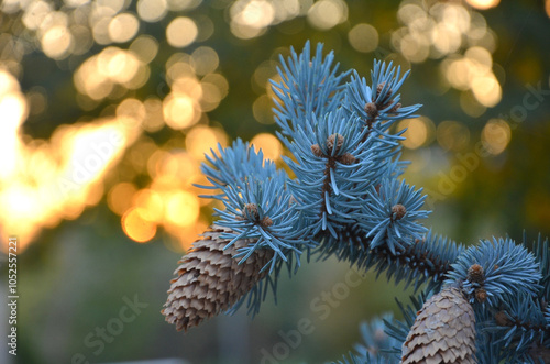 Closeup blue spruce tree branch with cones on a bokeh background of the setting sun. Landscaping, gardening, growing coniferous trees concept.Free copy space.