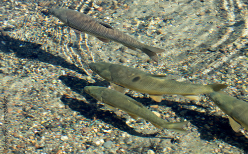 Common Barbel fishes (Barbus barbus) in a shallow pool of fresh water flowing from a water spring in autumn