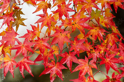 雨に濡れた真っ赤な紅葉