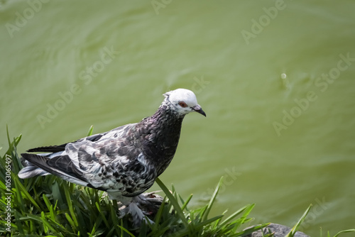 Plumas Únicas: Paloma en el Borde del Agua