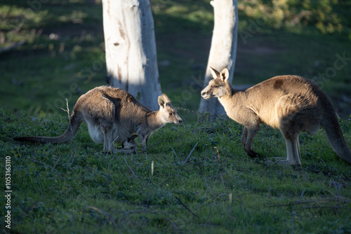 Eastern Grey Kangaroo family with joey in pouch grazing