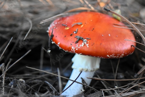 amanita muscaria fly agaric