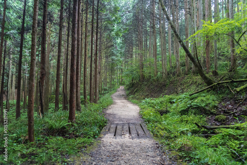 長野県 山林の中の旧中山道【日本遺産木曽路】古来から徒歩で旅をした道／木曽郡