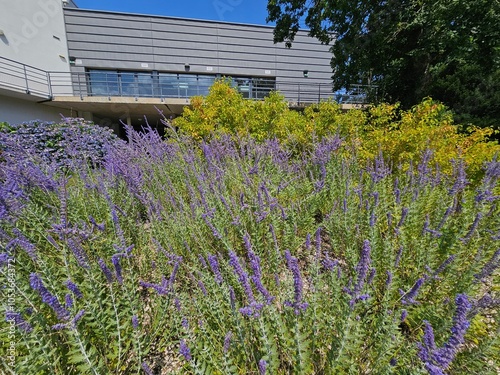 Un parterre de fleurs violettes s’épanouit au premier plan, contrastant avec des buissons verts et un bâtiment moderne en arrière-plan, créant une harmonie de couleurs dans un cadre naturel et urbain.