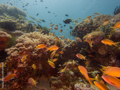 A colorful healthy coral reef with Anthias fish and divers at Puerto Galera, Philippines. These reefs are in the center of the coral triangle and have a unique biodiversity