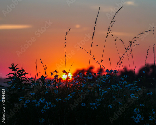 A stunning sunset photo features vibrant flowers in the foreground, silhouetted against the red sun setting on the horizon, casting a warm glow that enhances the serene beauty of the scene