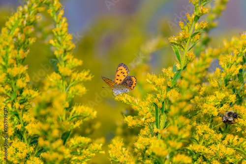 A Bronze Copper Butterfly on Feeds on Canada Goldenrod at Lake Erie Metropark, in Brownstown Charter Township, Michigan.