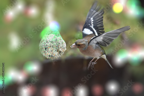 Un fringuello mantiene la sua posizione in volo mentre si nutre davanti a una palla di grasso sospesa a un ramo.