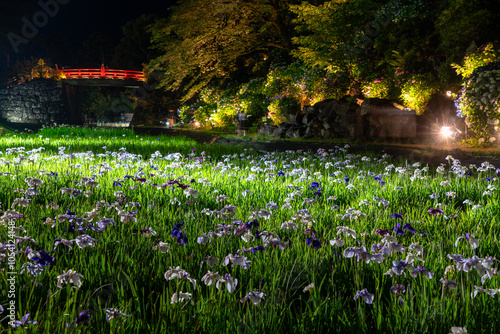 小田原城址公園の花菖蒲