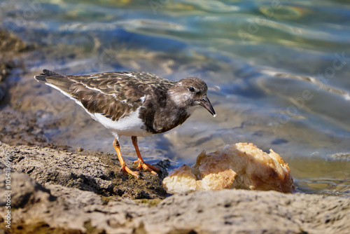 Steinwälzer (Arenaria interpres) frisst von einem Weißbrot, das am Ufer liegt - Arrecife, Lanzarote, Kanarische Inseln