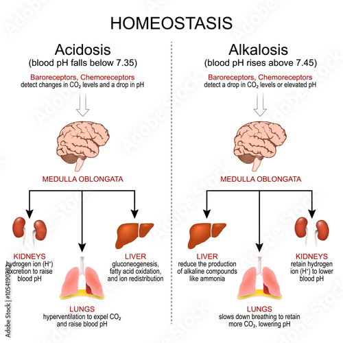 Homeostasis. pH regulation. Alkalosis, and Acidosis