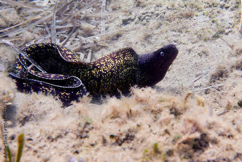 The moray eel (Muraena helena Linnaeus, 1758) is a marine bony fish belonging to the Muraenidae family.