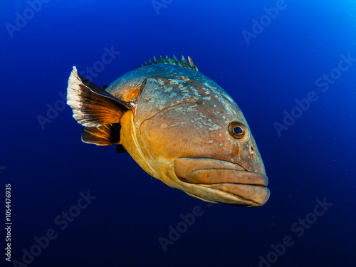 Close-up Dusky Grouper Epinephelous marginatus in Mediterranean sea in Medes Islands on blue background looking at camera