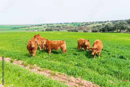 vacas limusinas primavera 2023 castilla salamanca