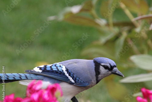 blue jay on a branch