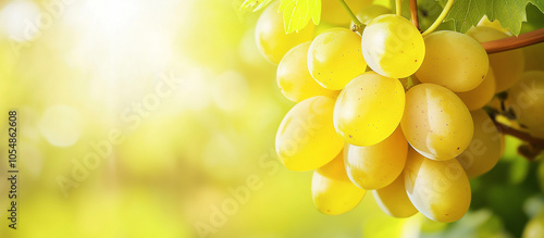 Um cacho de uvas amarelas maduras na videira Um ambiente rural ao ar livre Conceito da temporada de colheita Foto em close com espaço para cópia