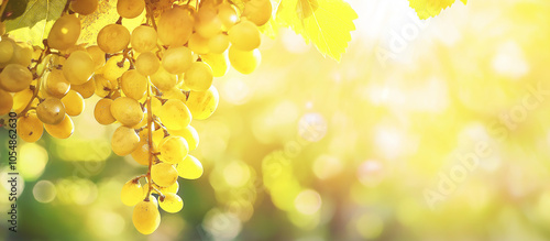 Um cacho de uvas amarelas maduras na videira Um ambiente rural ao ar livre Conceito da temporada de colheita Foto em close com espaço para cópia